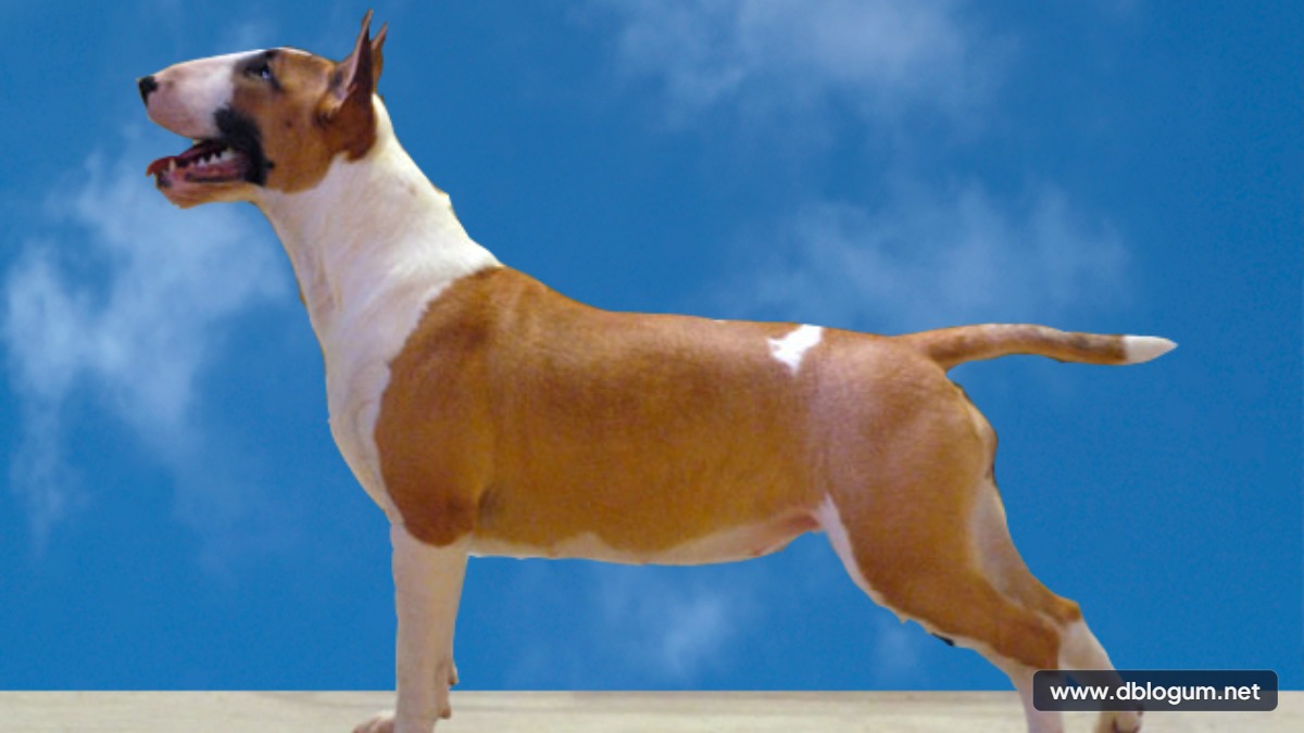 En Hızlı Köpek Cinsleri - Hızlı köpek cinsleri arasında ilk sırada yer alan Greyhound