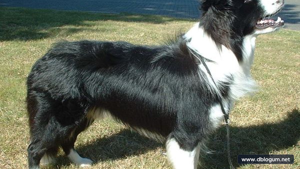 En Hızlı Köpek Cinsleri - Zeki ve hızlı köpek ırkları Border Collie