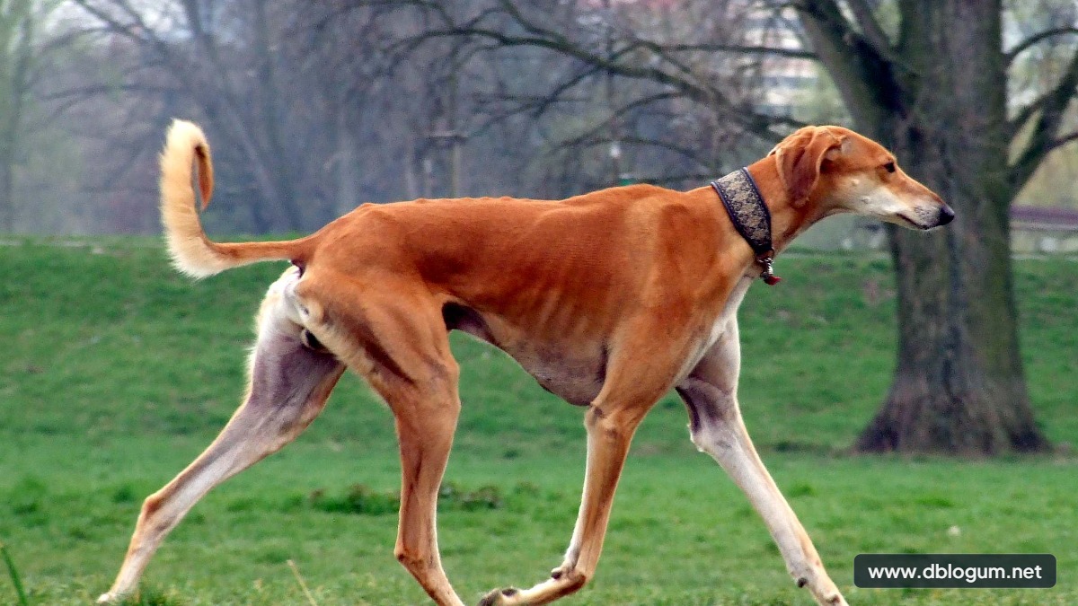 En Hızlı Köpek Cinsleri - Süratli köpek türleri Saluki