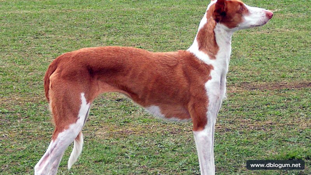 En Hızlı Köpek Cinsleri - Süratli köpek türleri Ibizan Hound
