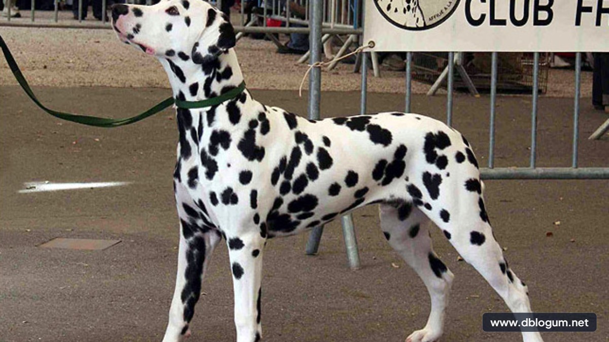 En hızlı köpek cinsleri Dalmaçyalı