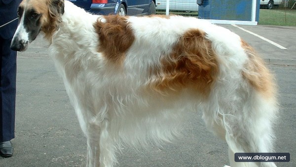 En Hızlı Köpek Cinsleri - Hızlı ve zarif köpek ırkı Borzoi