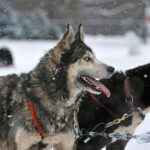 En Hızlı Köpek Cinsleri - Koşan hızlı bir köpek cinsi