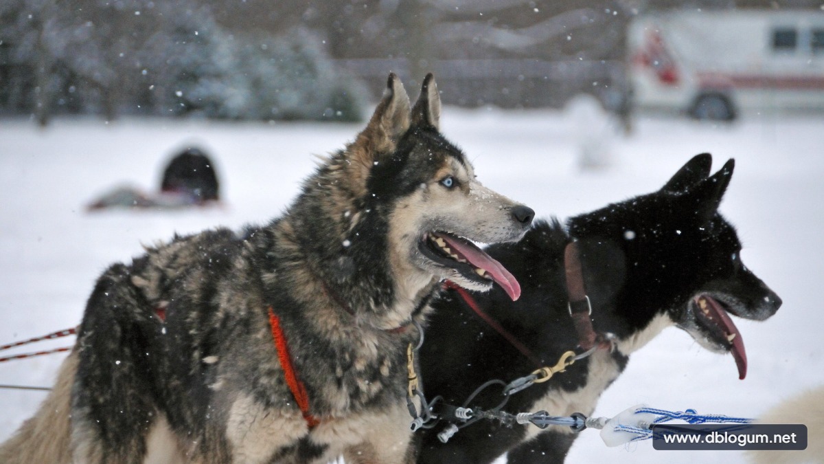 En Hızlı Köpek Cinsleri - Koşan hızlı bir köpek cinsi