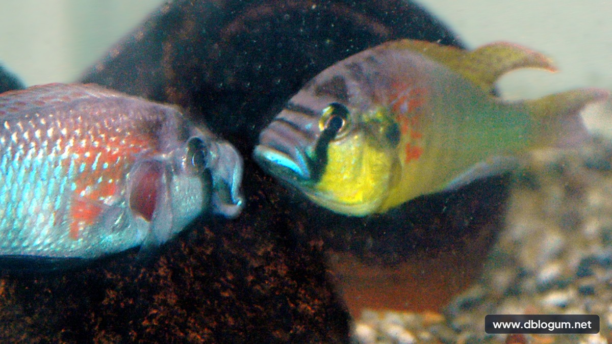 Ağzında yavru taşıyan Astatotilapia burtoni ciklet balığı ve yavrusunu yiyen hayvanlar