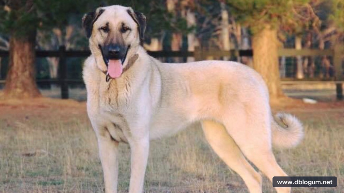 Bir Kangal köpeği annesi ve yavrusunu yiyen hayvanlar davranışının nedenleri