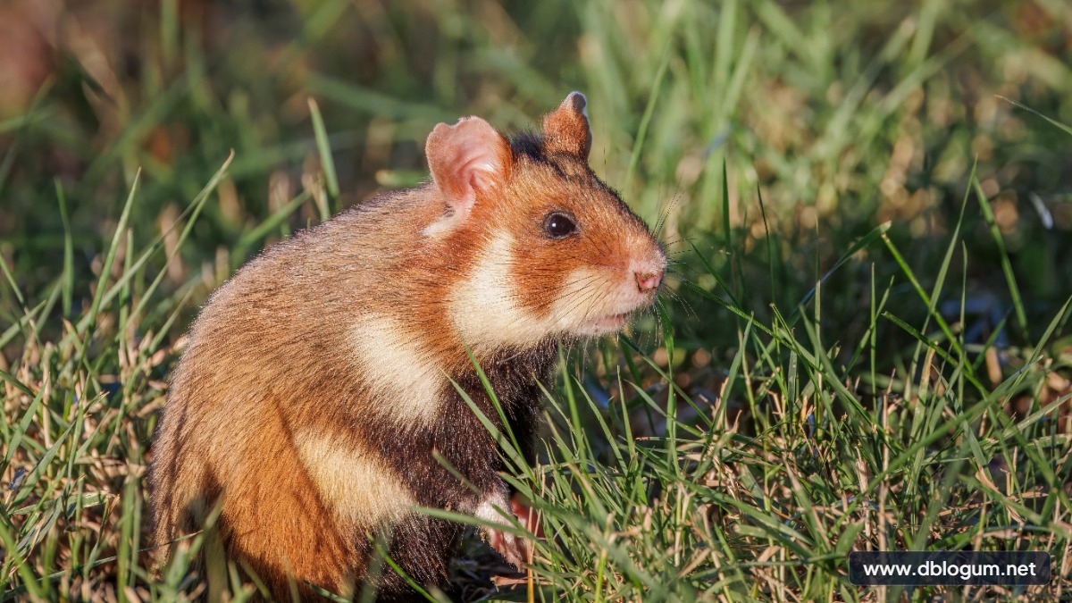 Yavrusunu Yiyen Hayvanlar - Anne hamster yavrularıyla birlikte ve filial yamyamlık örnekleri