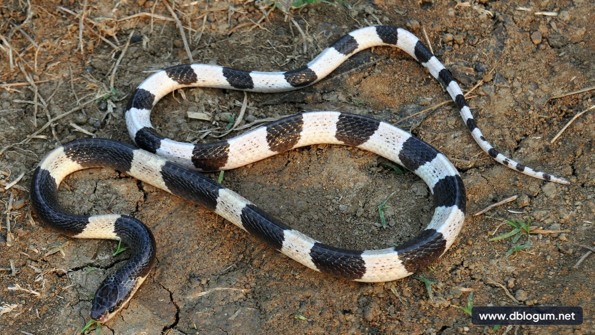 Zehirli Yılan Türleri - Mavi Krait yılanı ve tehlikeli türler